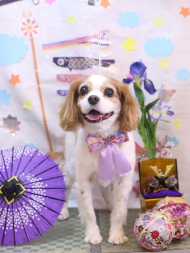 20240505マロくん